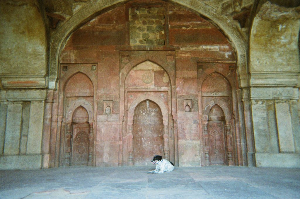 Stray Dog in Delhi Temple